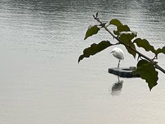 -重庆彩云湖湿地公园