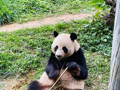 -广州长隆野生动物世界