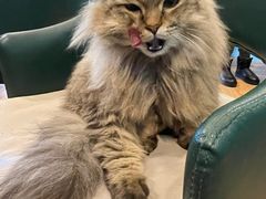 -遇见羊驼·奶狗咖·布偶猫咖·法斗柯基柴犬阿拉斯加(春熙路太古里IFS店)