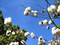 -高东镇樱花园