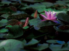 -莲花池公园