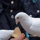 南京出游|“第几次 我们一起上钟山？”