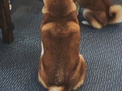 -柴源莊·柴小宠柴犬咖啡