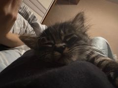 -爱牧宠物医院·猫专科·骨科·内窥镜(甪直店)