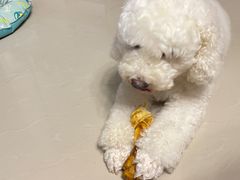 -瑞派康怡24h宠物医院·犬猫医疗中心·微创绝育(瑞景分院)