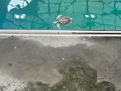 -广东惠东海龟国家级自然保护区