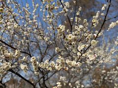 -上海辰山植物园