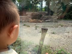 -上海野生动物园老虎餐厅