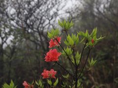 -大围山国家森林公园