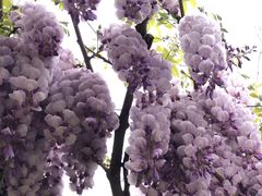 -上海鲜花港