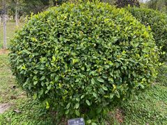 -东莞植物园