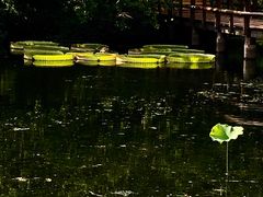 -上海滨江森林公园