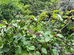 -铁山坪森林公园