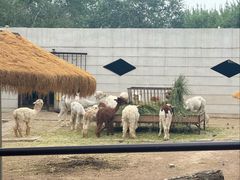 -青藏高原野生动物园