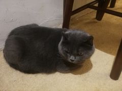 -猫友咖啡店(玉林西路店)