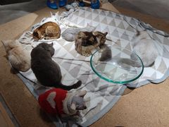 -more than meow吴止猫主题餐厅(承德 中船汇店)