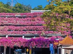 -深圳仙湖植物园-停车场