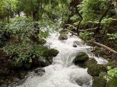 -天目山大树王景区
