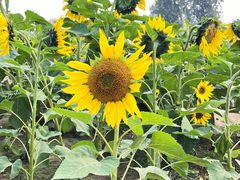 -汉长安城未央宫国家考古遗址公园