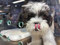 -FAELING PETS美天灵宠物(富力广场店)