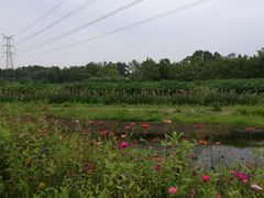 -桤木河湿地公园