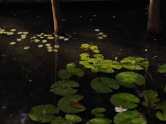 -广州兰圃