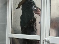 -宠福鑫康馨动物医院·骨科·眼科