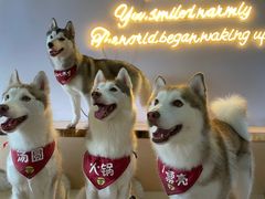 -Husky Go! 哈士奇体验馆·宠物咖啡厅狗咖