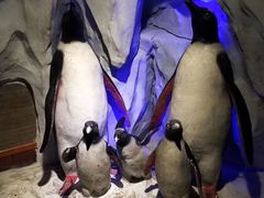 -太平洋海底世界