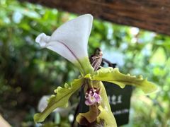 -中国科学院西双版纳热带植物园