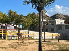 -西霞口神雕山野生动物世界