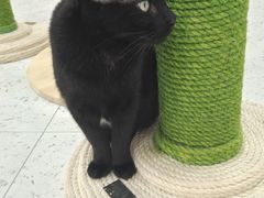 -喵园·猫主题咖啡厅·撸猫·猫咖(国贸店)