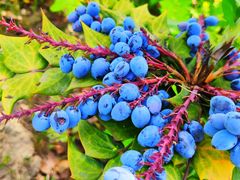 -春花秋色城市公园