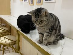 -鼓捣猫呢主题猫咖店