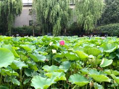 -四川大学(望江校区)