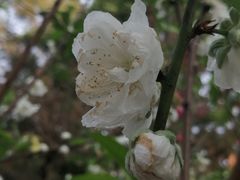 -桃花涧
