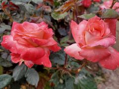 -人民公园(罗湖区)