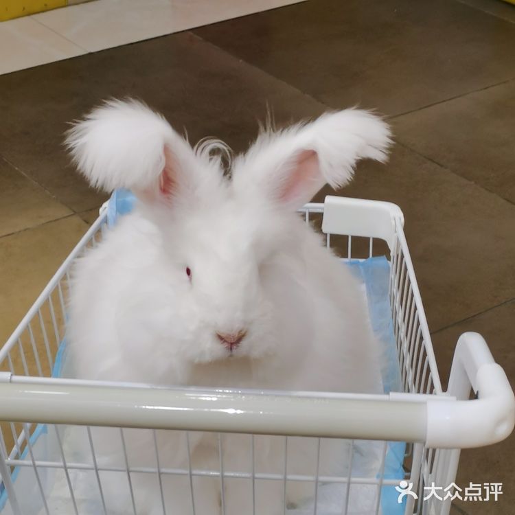 成都必打卡项目，安哥拉巨兔馆