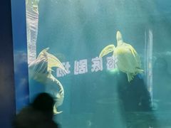 -重庆欢乐海底世界