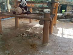 -西霞口神雕山野生动物世界