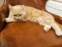 -猫小院猫主题餐厅(三里屯店)