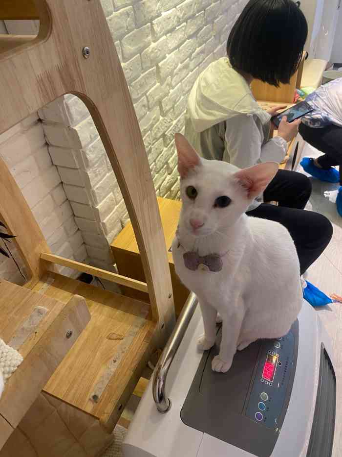 三月猫咖-"[惊叹]最近真的是太喜欢猫咖了,各种打卡."-大众点评移动版