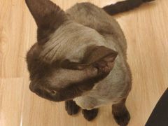 -momokira米努特·德文卷毛猫·棉花面纱犬