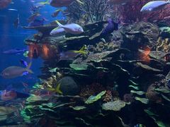 -迪拜帆船酒店海底餐厅