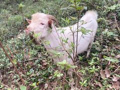 -上海佘山国家森林公园天马山园