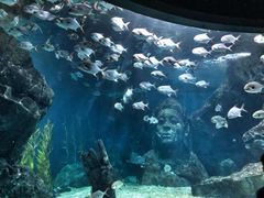 -暹罗海洋世界