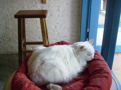 -Babycat私家御饼屋(龙头路一店)