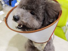 -博特宠物医院24h犬猫全科.骨科·异宠