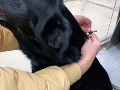 -宠福鑫康馨动物医院·骨科·眼科