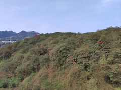 -贵州百里杜鹃风景名胜区